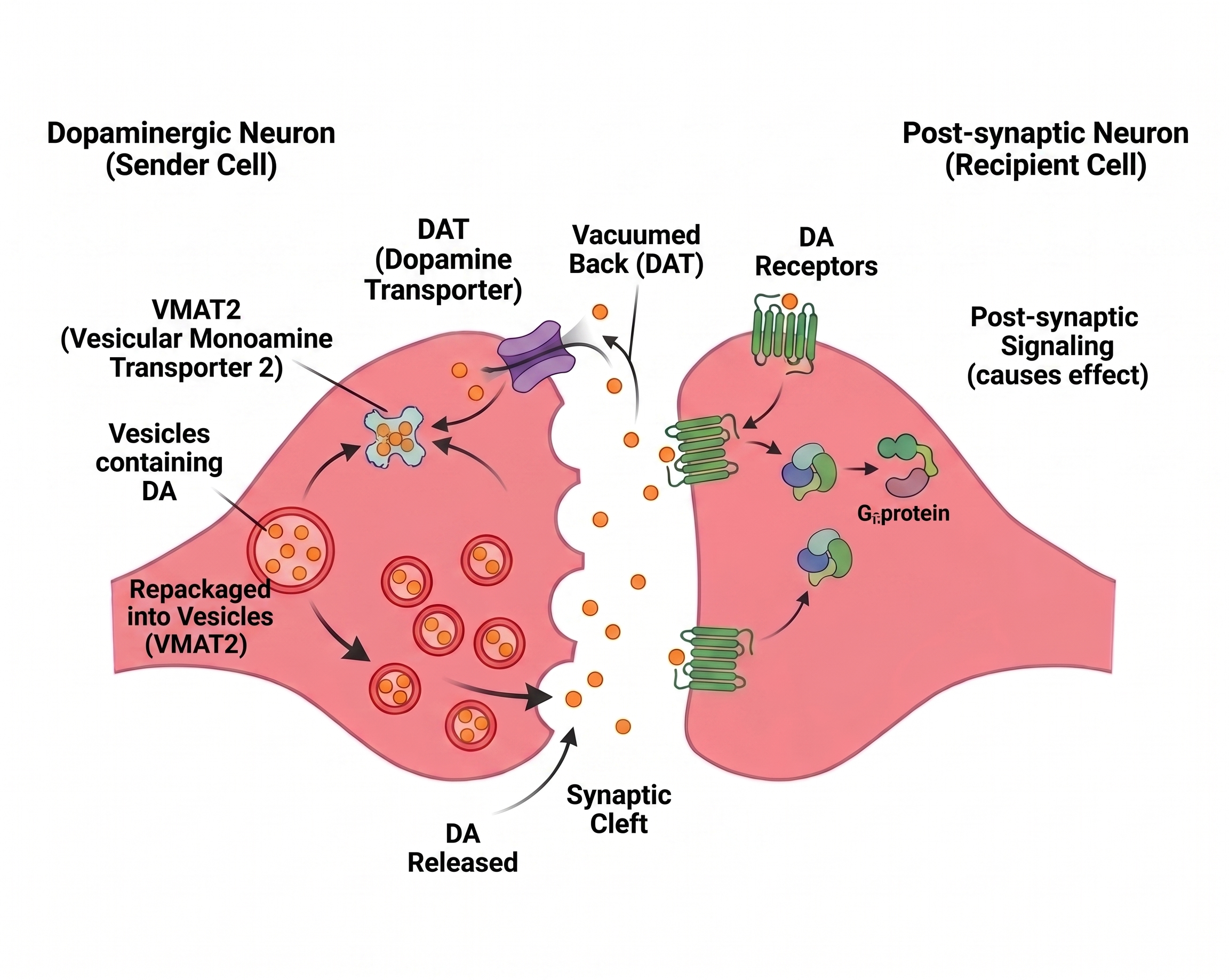 Dopaminergic synapse